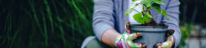 A woman squats to the ground to set down a potted plant in her garden. 