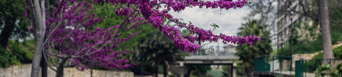 Image of a tree with purple flowers
